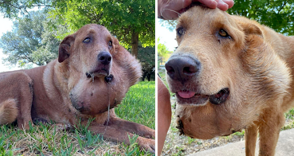 Unseen Suffering Neglected Dog Endures Six Years With Untreated
